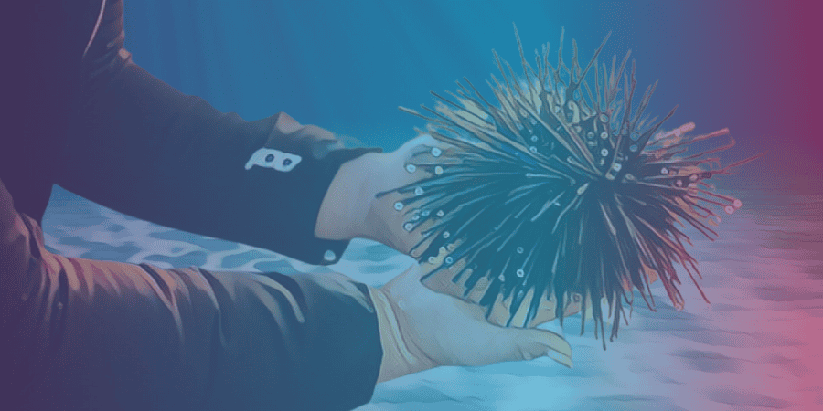 Unraveling the Mystery Behind Sea Urchin Mass Deaths